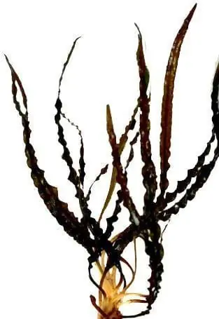 Cryptocoryne spiralis 'Red' - ADA