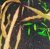 Cryptocoryne spiralis 'Tiger' - ADA