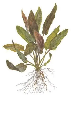 Cryptocoryne undulatus - Tropica