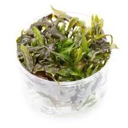 Cryptocoryne walkeri - UNS