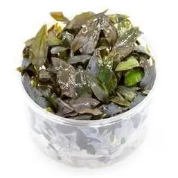 Cryptocoryne wendtii 'Brown' - UNS