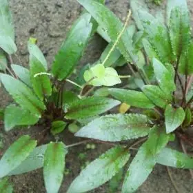 Cryptocoryne wendtii 'Green gecko' - ALA Livestock