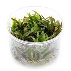 Cryptocoryne wendtii 'Mioya' - ADA