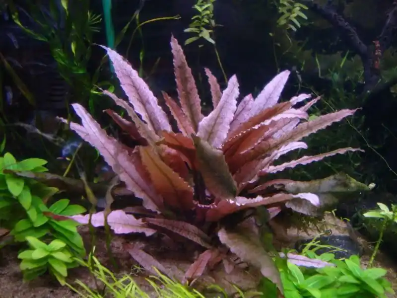 Cryptocoryne wendtii 'Pink Panther' - ADA