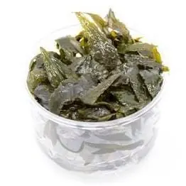 Cryptocoryne wendtii 'Tropica' - ADA
