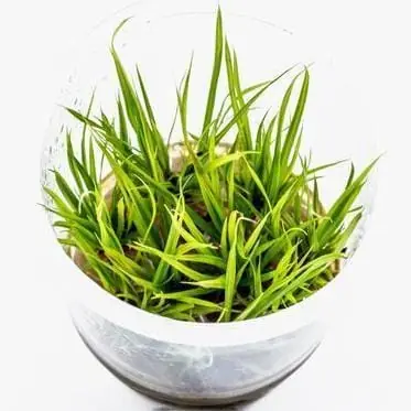 Cyperus helferi - ADA