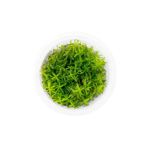 Didiplis Diandra (Peplis Diandra) - Aquatic Farmer