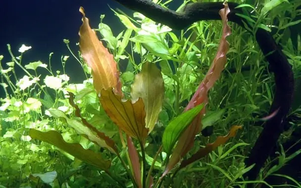 Echinodorus (Rose Sword) - UNS