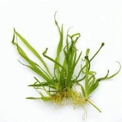 Echinodorus tenellus var. broad leaf - ADA