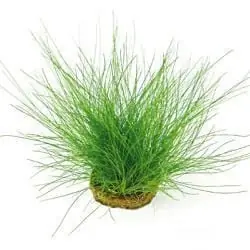 Eleocharis acicularis - Tropica