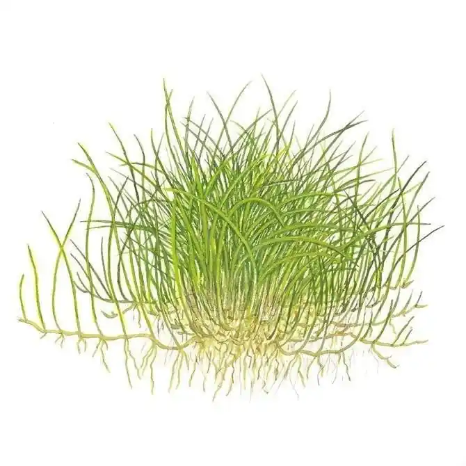 Eleocharis acicularis 'Mini' (Dwarf Hair Grass) - ALA Livestock