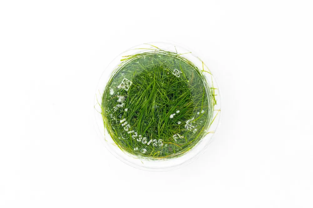 Eleocharis Belem - Aquatic Farmer