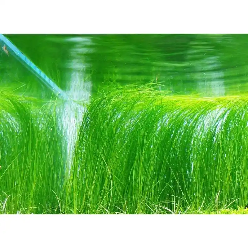 Eleocharis vivipara - ADA
