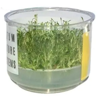 Glossostigma elationoides - ALA Livestock