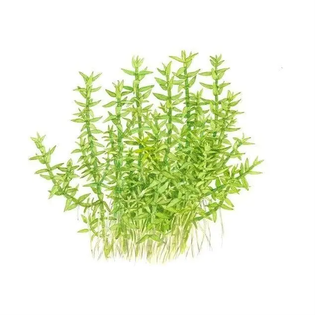 Gratiola viscidula - Tropica