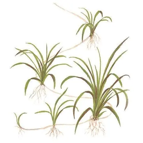 Helanthium tenellum 'Green' (Pygmy Chain Sword) - UNS