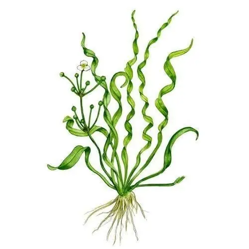 Helanthium 'Vesuvius' - Tropica