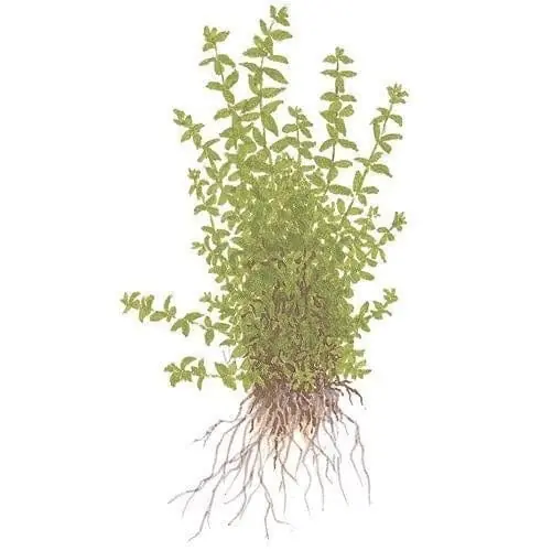 Hemianthus (Micranthemum) micranthemoides (Pearl Weed) - ADA