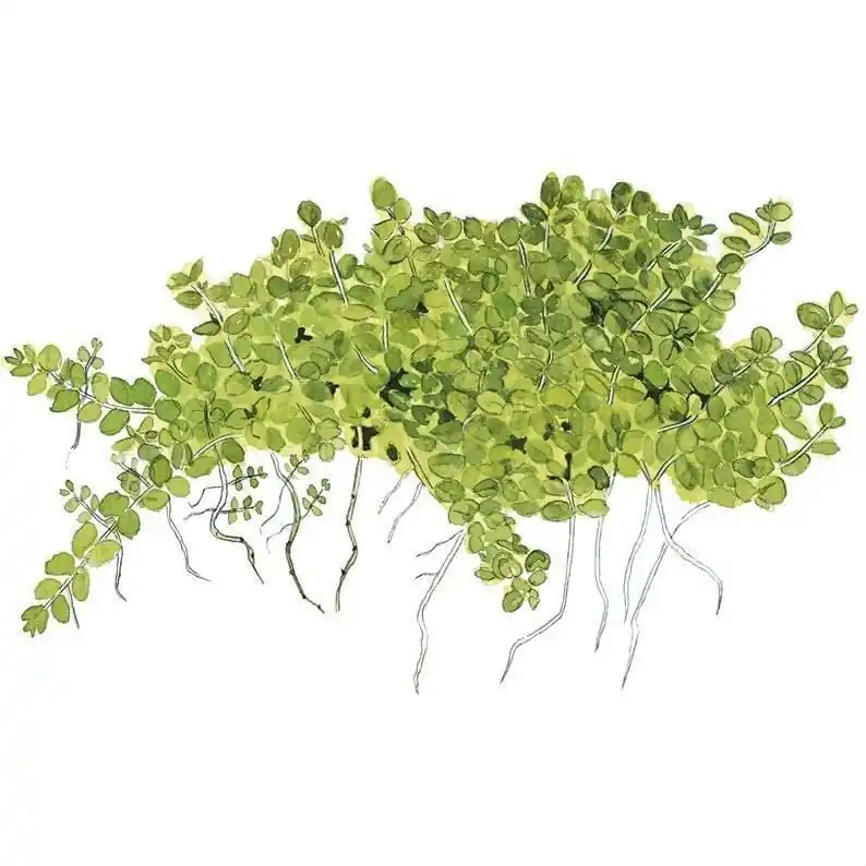 Hemianthus callitrichoides 'Cuba' (Dwarf Baby Tears) - Tropica