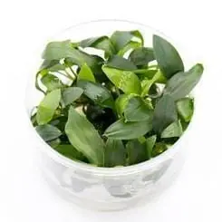 Homalomena sp. Sekadau South - UNS