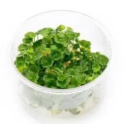 Hydrocotyle sibthorpioides (Lawn Marsh Pennywort) - ALA Livestock