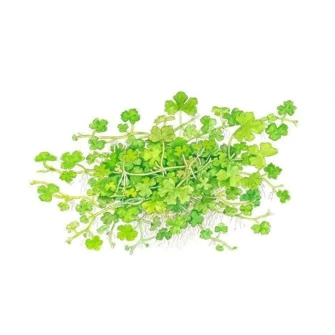 Hydrocotyle tripartita - Tropica