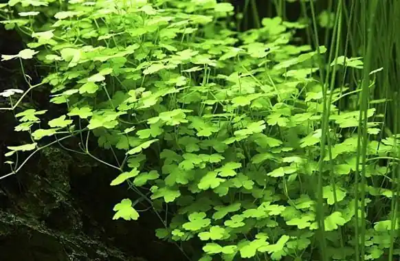 Hydrocotyle tripartita 'Mini' - ADA