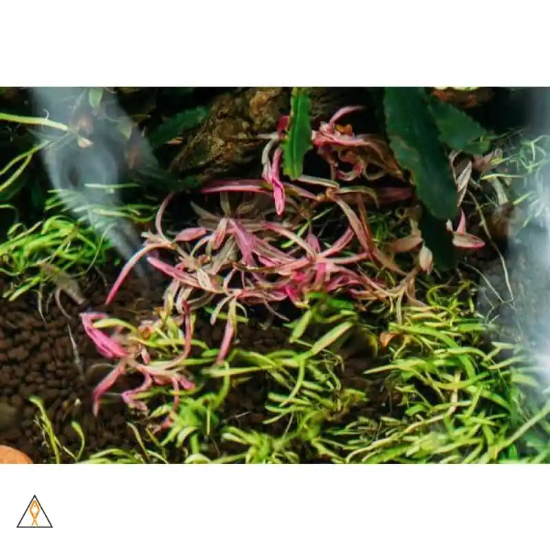 Hygrophila Lancea 'Araguaia' Sp. Chai - ALA Livestock