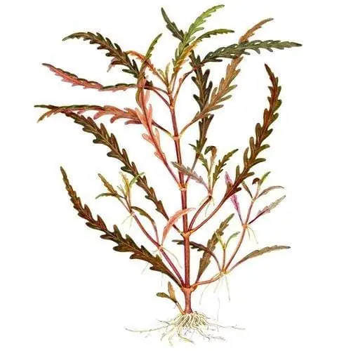 Hygrophila pinnatifida - ALA Livestock
