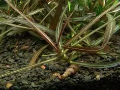 Hygrophila sp. 'Araguaia' - ADA