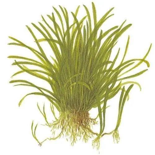 Lilaeopsis brasiliensis - ALA Livestock