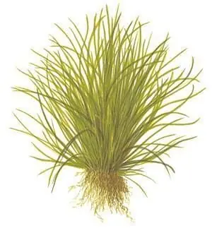 Lilaeopsis mauritiana - UNS