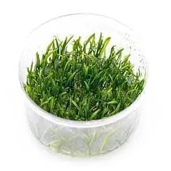 Lilaeopsis novaezelandiae (Micro Sword) - UNS