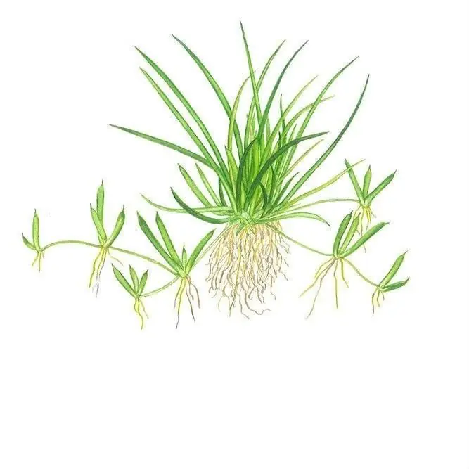 Littorella Uniflora - Tropica