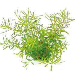 Ludwigia arcuata - ADA