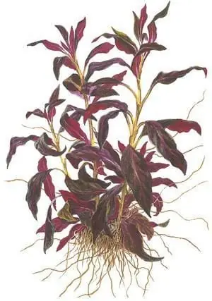Ludwigia glandulosa - Aquatic Farmer