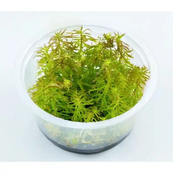 Ludwigia inclinata var. verticillata 'Pantanal' - Aquatic Farmer