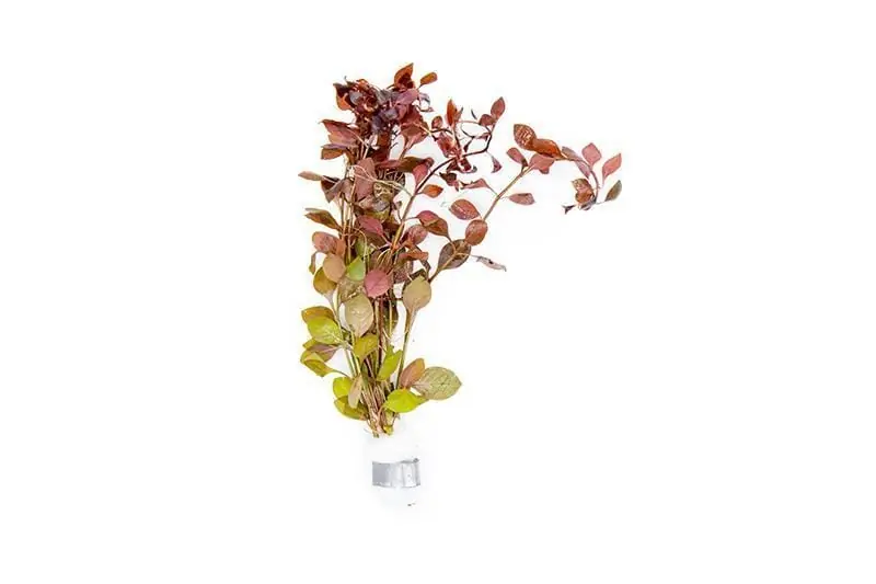 Ludwigia Natans 'Super Red' - ALA Aquatic Plants