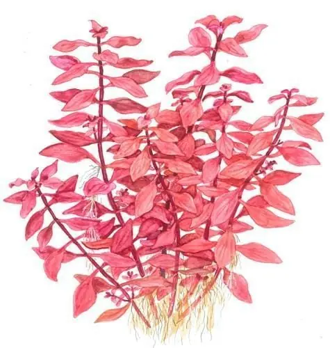 Ludwigia palustris "Super Red" - ALA Livestock