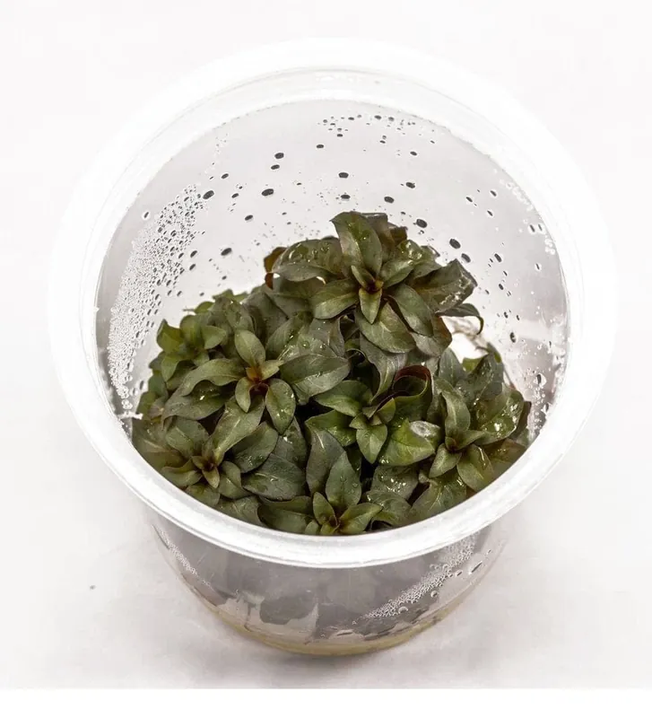 Ludwigia peruensis - ADA