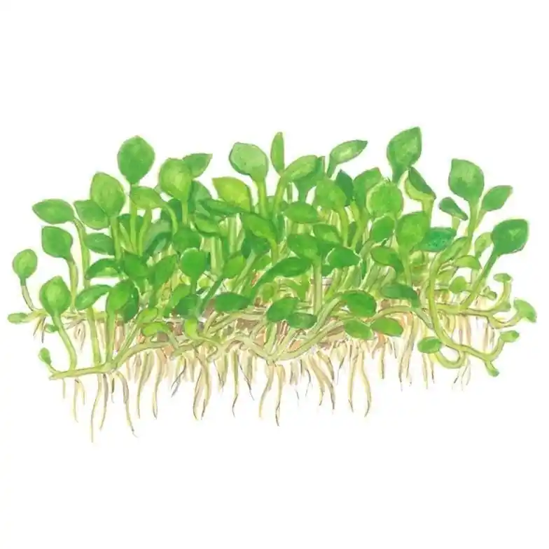Marsilea crenata - ALA Livestock