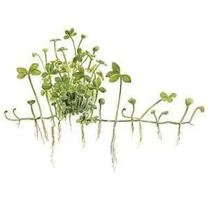 Marsilea hirsuta - Tropica