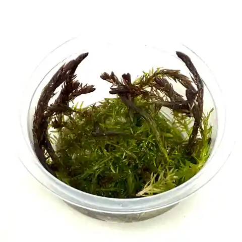 Mayaca fluviatilis (Stream bogmoss) - ALA Livestock