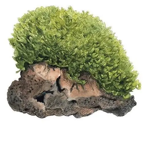 Monosolenium tenerum - Tropica