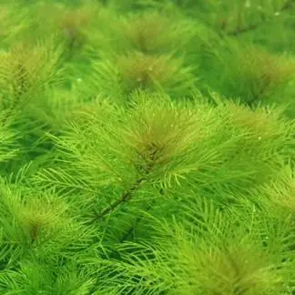 Myriophyllum mattogrossense - ADA