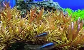 Nesaea pedicillata - ALA Livestock