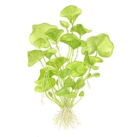 Nymphoides hydrophylla 'Taiwan' - ALA Aquatic Plants