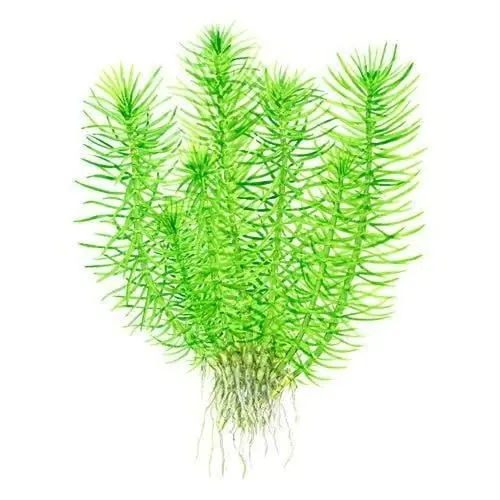 Pogostemon erectus - ALA Livestock