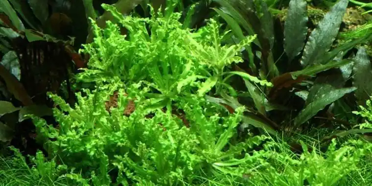 Pogostemon helferi - ALA Livestock