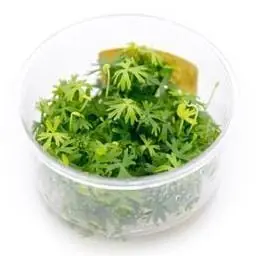 Ranunculus inundatus (River Buttercup) - Tropica